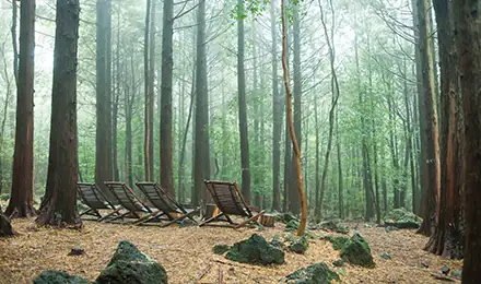 西帰浦治癒の森